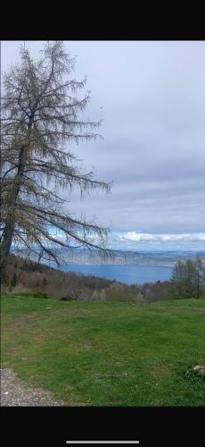Choucas in Thollon-les-Memises