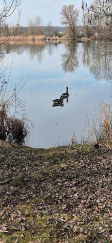 外部景觀, Ferienwohnung Jasmin in 哈斯富特