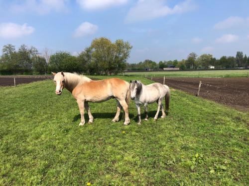 De Specht in Westendorp