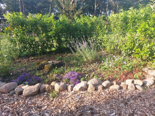 Egelantier in Zuidwolde