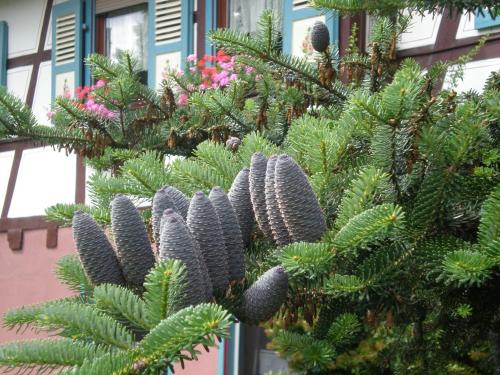 周邊環境, 海蒂膳食公寓 (Hotel Pension Heidi) in 多伯爾