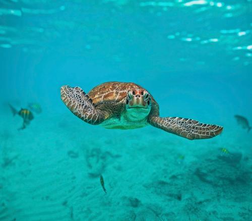 Aktivitas, Nado con tortugas marinas en akumal in Akumal