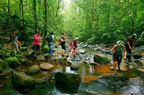 The Rain Forest, Gulawita