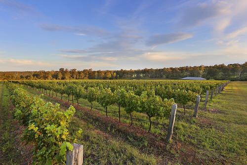 Hunter Valley Vineyard Large Family Farm Houses - Ironstone Estate Lovedale