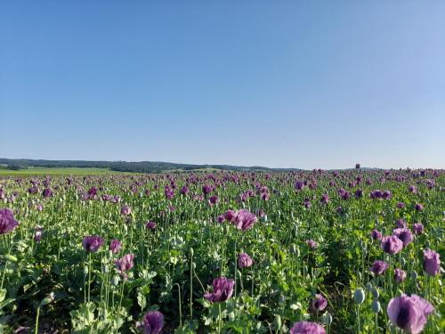 Na Palouku in Horní Cerekev