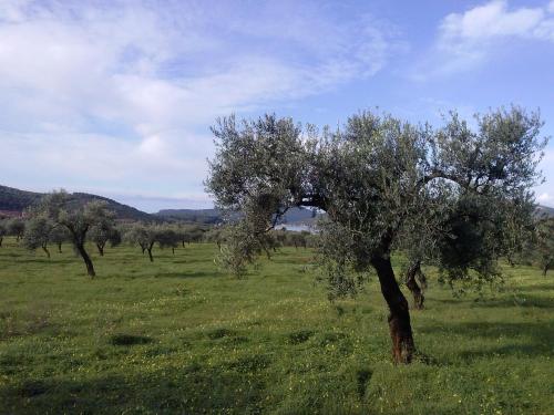 B&B La Casa Bianca di Porto Conte - image 13