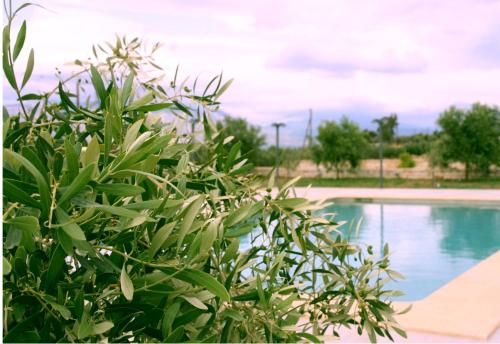 Petra Luxury Apartments - image 9