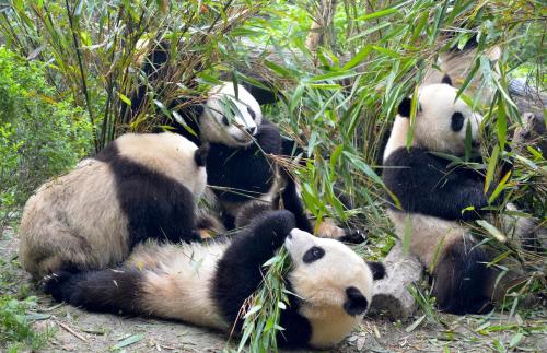 Fu Rong Ju Youth Hostel Hotel Chengdu In China - 