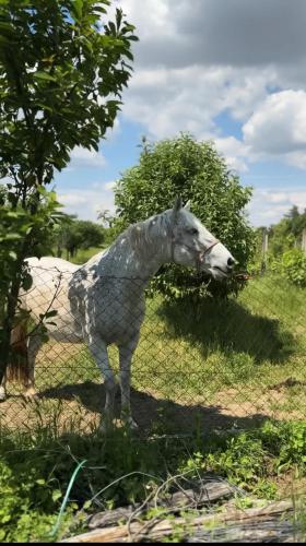 Imanje Borkonjić (Imanje Borkonjic) in Ruma