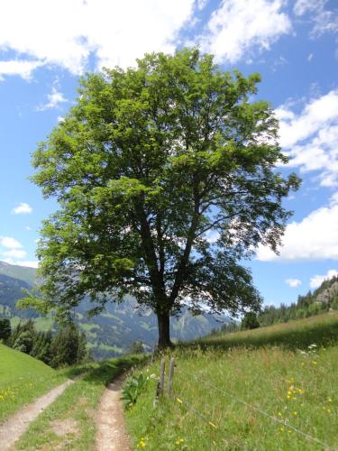 Bühlerhof - image 10