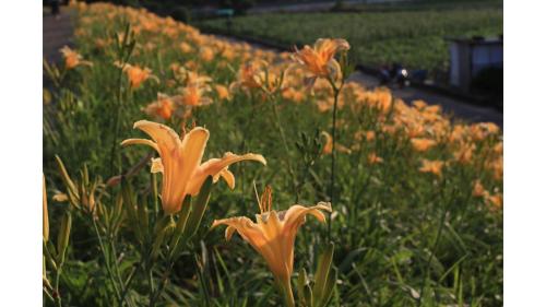 Jade in the Wilderness 1 by Tiny Away in Okrožje Dahu