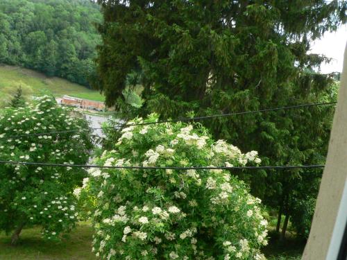 STARA PLEBANIA