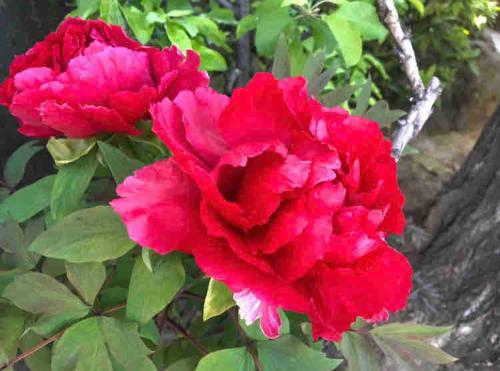 201号 山手线近上野一站复式温馨新公寓