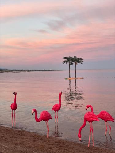 PalmBeach2025, Chok-Tal (fotografie 6)