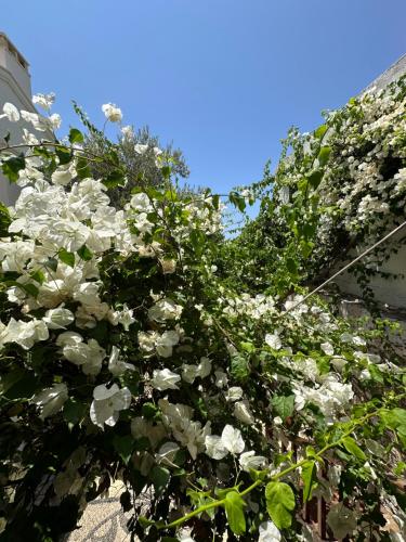Courtyard Kalkan Room Type - Deluxe Double Room with Sea View