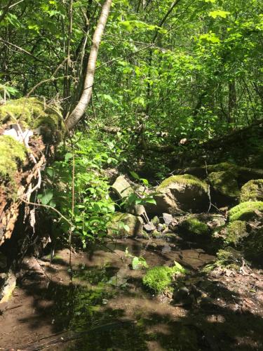 Das wilde Auwaldhaus in Bertsdorf-Hornitz