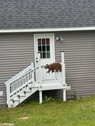 The Lazy Bear Cabin in Long Lake, USA