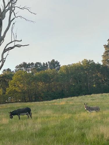 Painters Studio , Home On the Hill, Bowral (Foto 6)