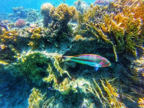 hassany hotel in Safaga