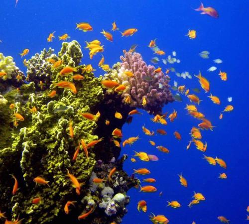 hassany hotel in Safaga