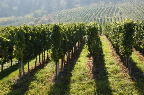 Hotel Restaurant Haus Rebland - image 14