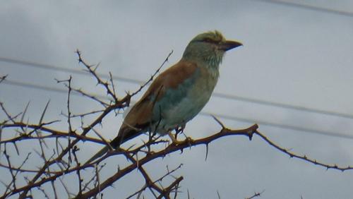 White Elephant Safaris White Elephant Safaris