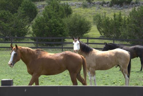 Josietta's Hill Country Hideaway in Bandera (TX)