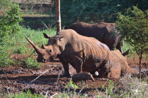 White Elephant Safaris White Elephant Safaris