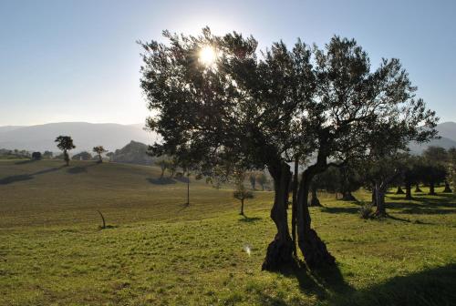 Agriturismo L'Antico Oliveto