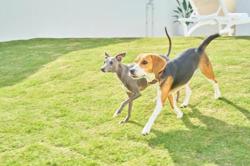 THE NALU 愛犬と泊まれるvilla 温水プール サウナ BBQ ドッグラン 海まで徒歩5分 千葉 一宮 ザ ナルー