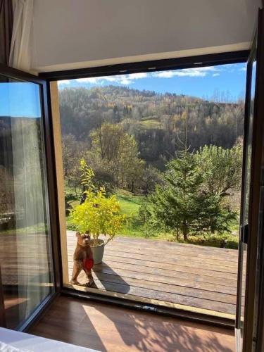 Green Yard Doftana in Teșila