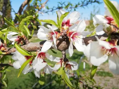 Les Amandiers - 5 km de la plage - Location saisonnière - Sainte-Maxime