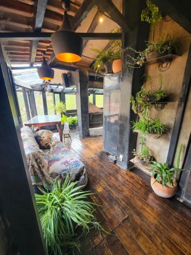 Wolf Totem Steam Punk Guesthouse – Písac