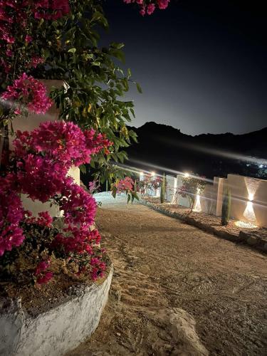 مطل ومزرعة الاصيل, Táif (fotografie 5)