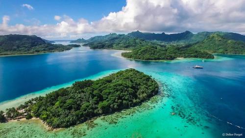 B & Bee Wild Island - Nature Song Huahine Island