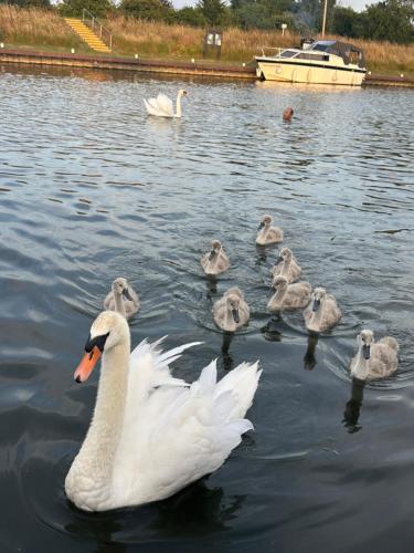 Ouse River Quay Hill Lodge in Littleport East