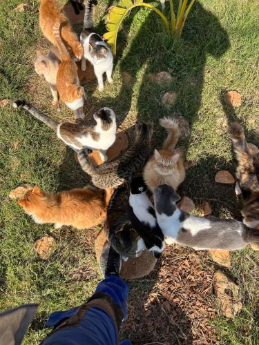 Digital Detox with 100 Animals Nature Stay in Xylophaghou