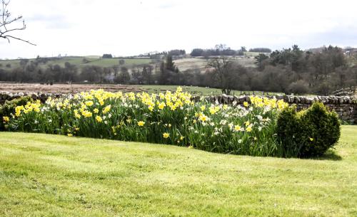 Yellow House - image 5