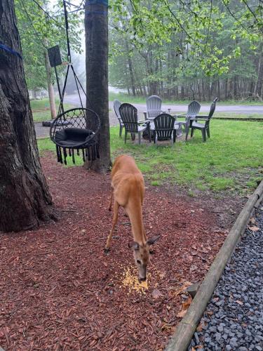 Little Cub Villa- 3Beds-2Baths-GameRM-FirePit-Outdoor Obstacle Course-WIFI-AC in Tobyhanna, USA