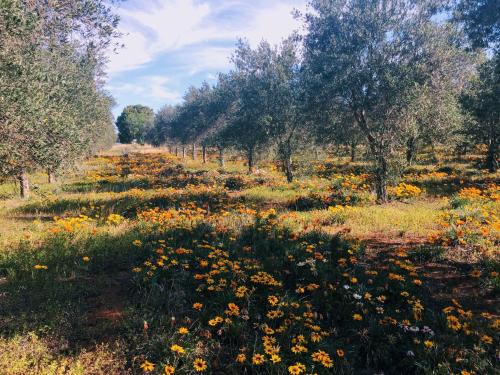 Olive Grove Retreat 1 by Tiny Away in Lake Boga