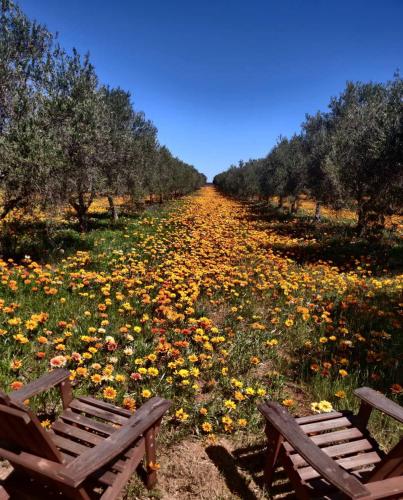 Olive Grove Retreat 1 by Tiny Away in Lake Boga