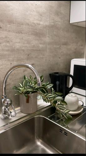 Little white on the west coast in Stromstad