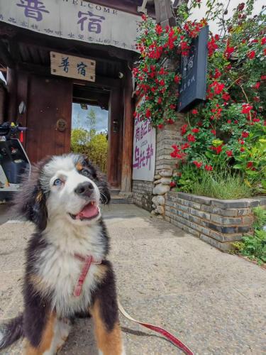 玉龙白沙普宿客栈, Lijiang (foto 5)