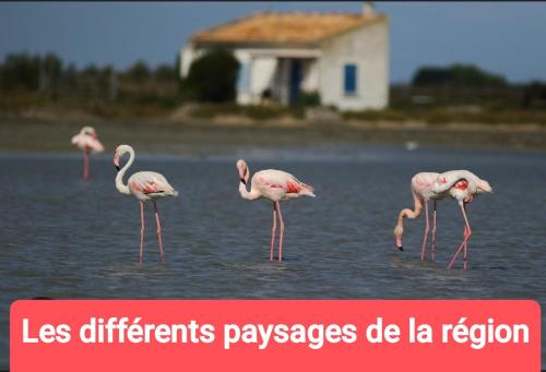 MONTPELLIER van amenage SANS WC SANITAIRE ET CUISINE, JUSTE POUR DEPANNER quelques nuits, PREVOIR UN in La Pompignane