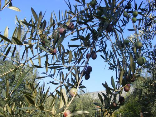 Agriturismo Country Casale Rufo