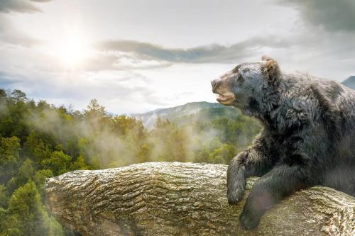The Vinson – Gatlinburg, TN