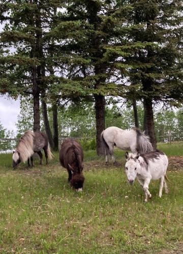 Tudor House Bed and Breakfast in Water Valley (AB)