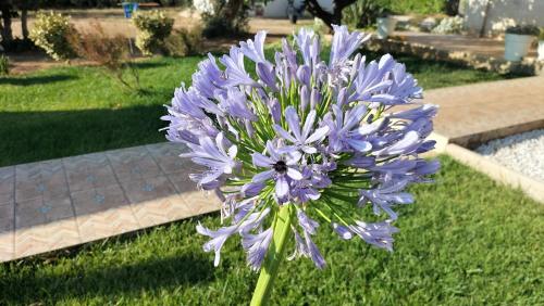 Oleum, Mesagne (photo 8)