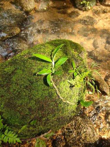 สถานีน้ำหวาน รีสอร์ท น้ำตกอ้ายเขียว in Phrom Khiri