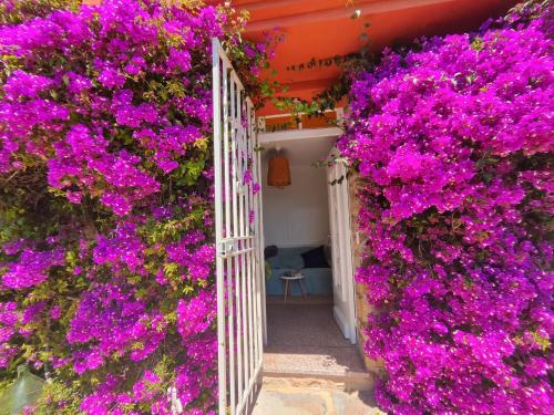 Garden, Santa Margarita in Saint-Raphael